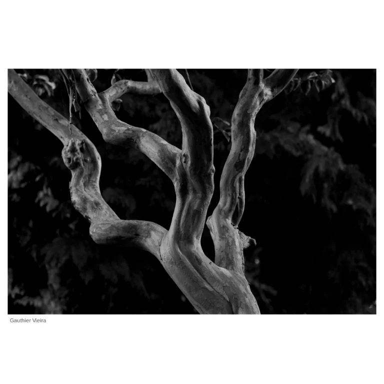 Photographie en nori et blanc d'un arbre au coucher du soleil