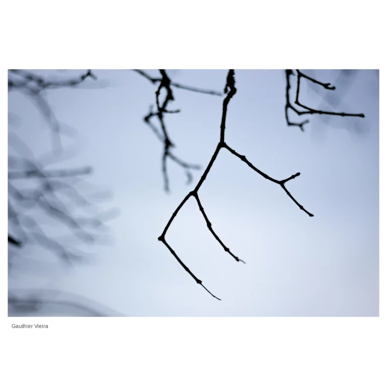 Macro d'une branche dans la lumière d'hiver